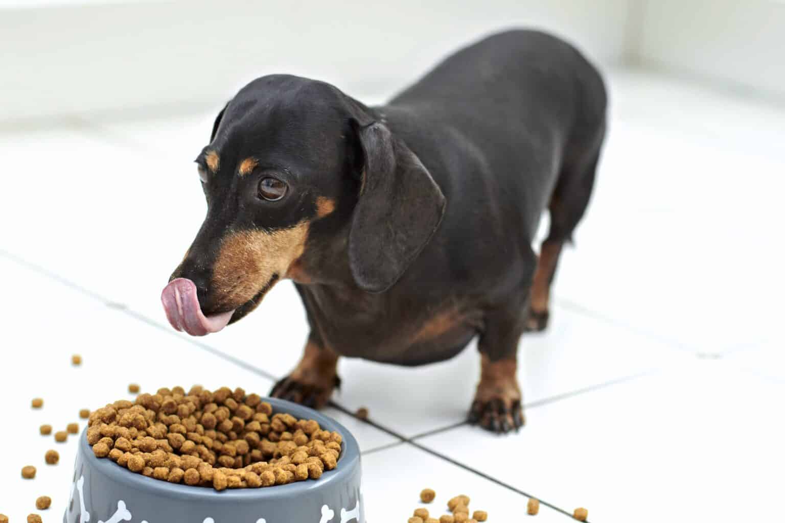 Dachshund-dog-feeding-time-1536x1024