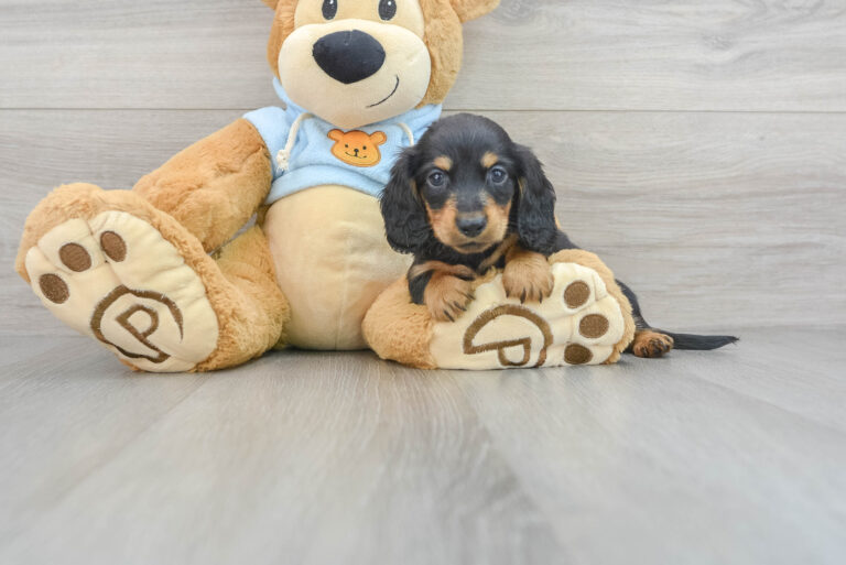 dachshund-meyer-13176385712422940
