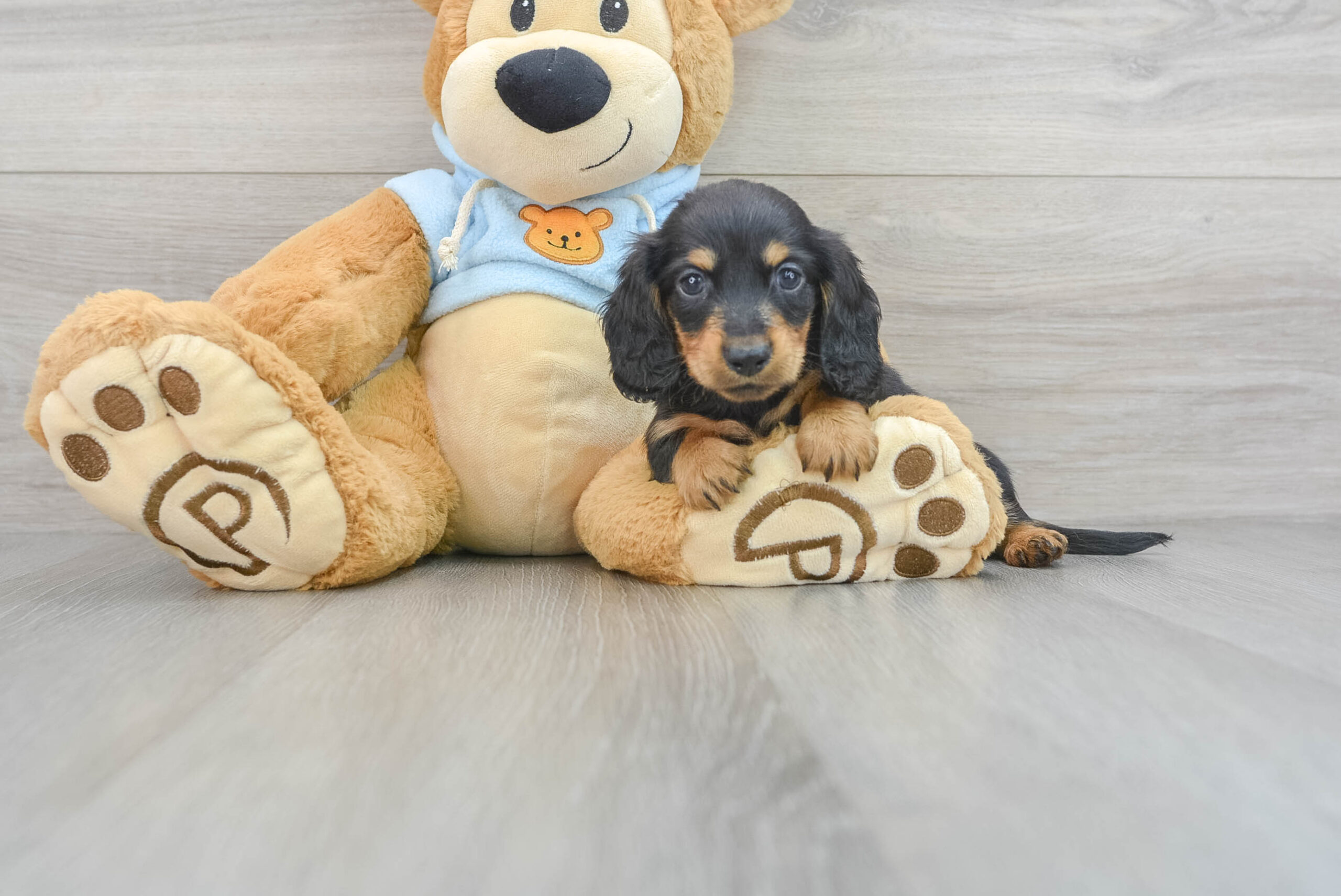 dachshund-meyer-13176385712422940