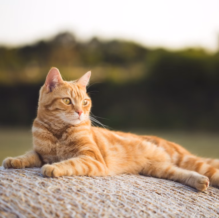relaxing-evening-cat-royalty-free-image-1701453464